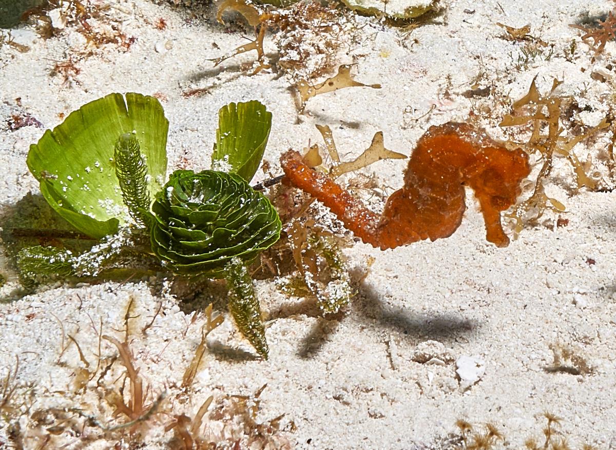 Seahorse in Cozumel 